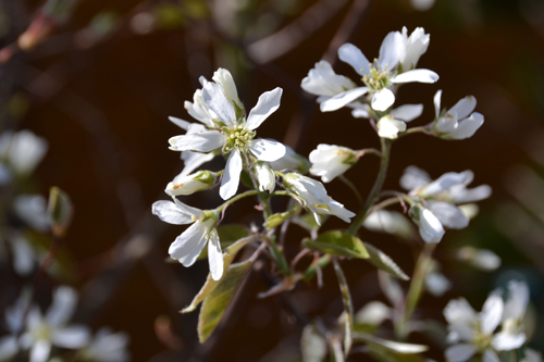 Alumine > Anfang > Fotos > Unser Garten